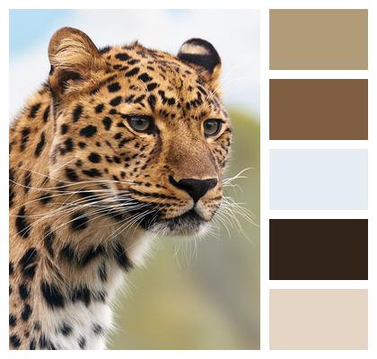 Leopard Animal Wildlife Image