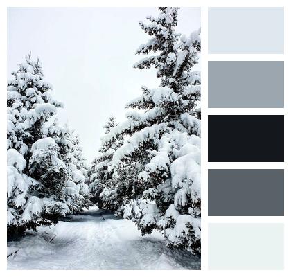 Snow Road Trees Image