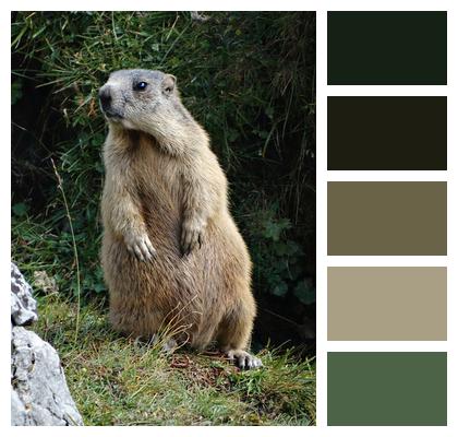 Groundhog Marmot Rodent Image