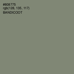 #808775 - Bandicoot Color Image