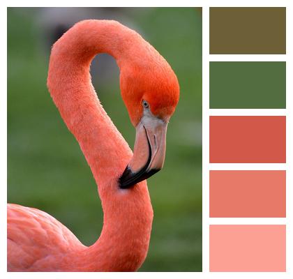 Bird Flamingo Animal Image