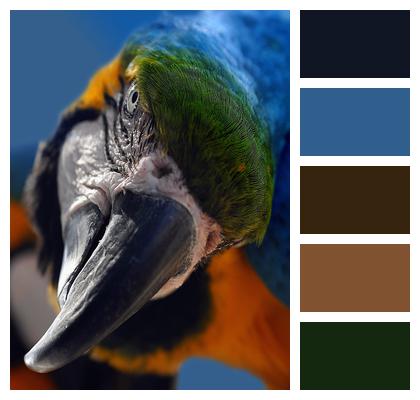 Parrot Beak Bird Image
