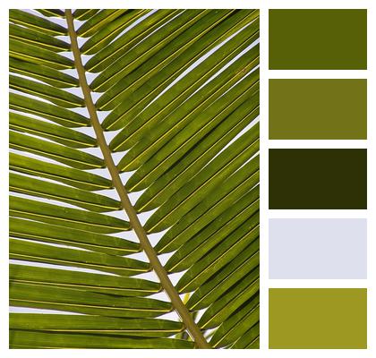 Palm Leaf Frond Image