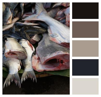Fish Market Flesh Image