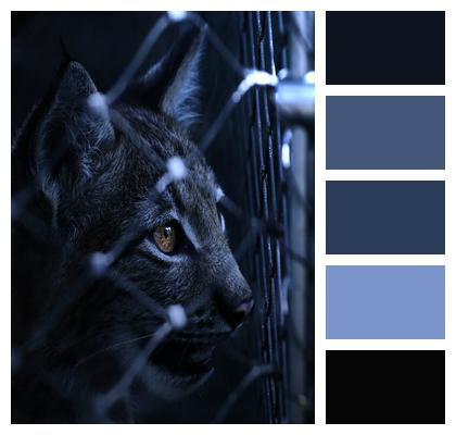 Lynx Locked Caught Image