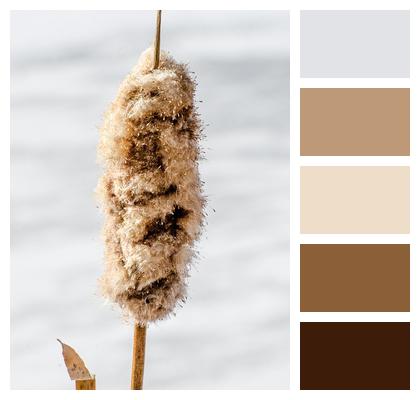 Plants Neutral Colors Plant Cattail Image