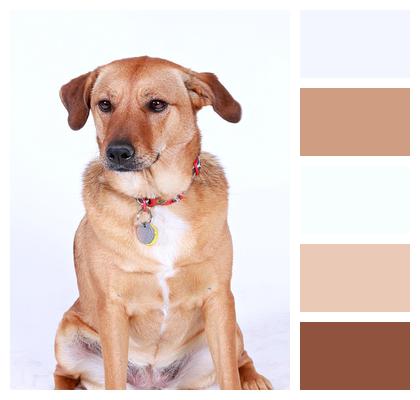 Dog Brown Pet Image