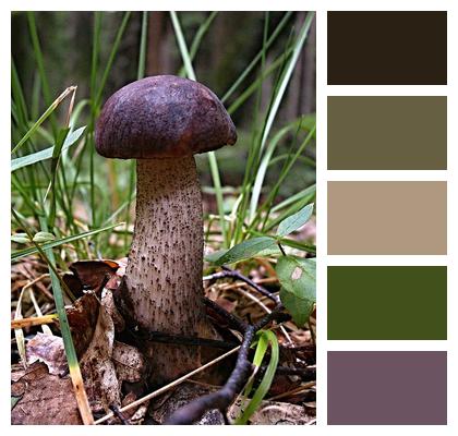 Quartz Forest Mushroom Image