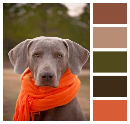 Dog Weimaraner Scarf Image