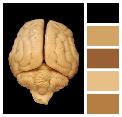 Brain Dog Anatomy Image