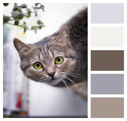 Pet Grey Cat Image