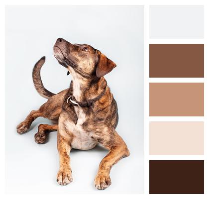 Brown Dog Hybrid Image