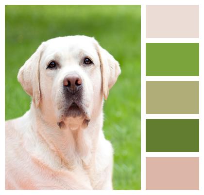 Dog White Labrador Image