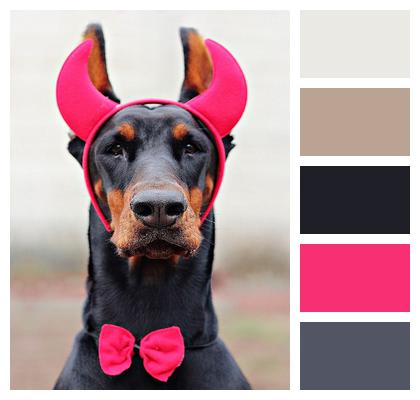 Devil Doberman Dog Image