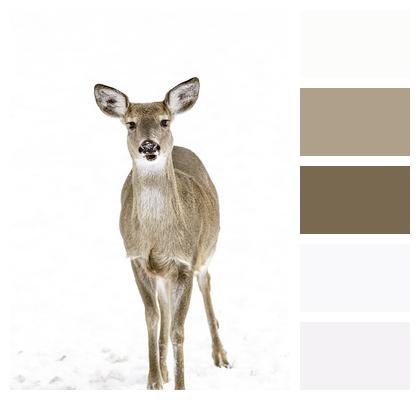 Winter Animal Deer Image