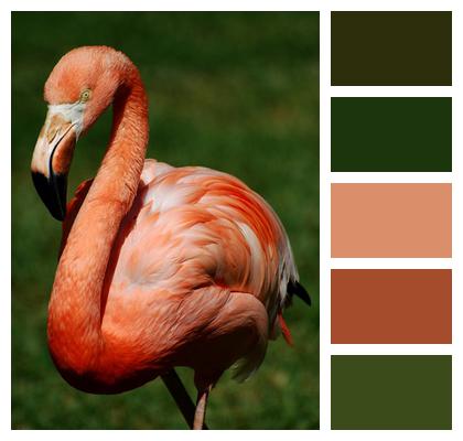 Bird Flamingo Stately Image