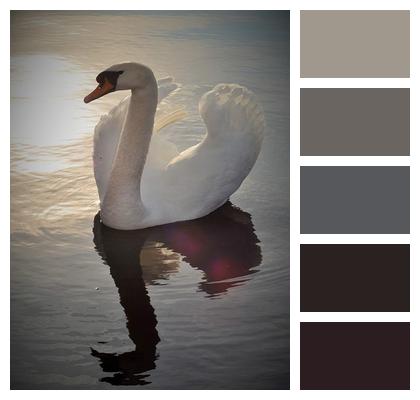 Bird Lake Swan Image