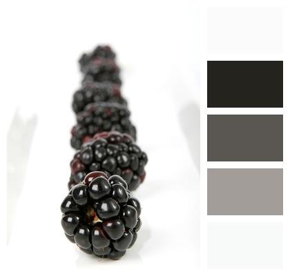 Black Berry Blackberry Image