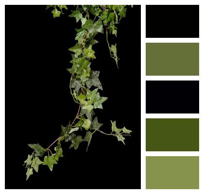 Plant Green Ivy Image