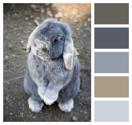 Animal Bunny Rabbit Image