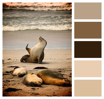 Sea Beach Seals Image