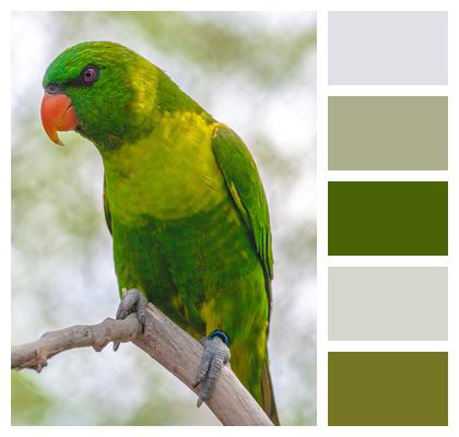 Bird Green Parrot Image