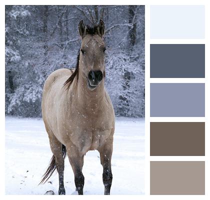 Winter Snow Horse Image