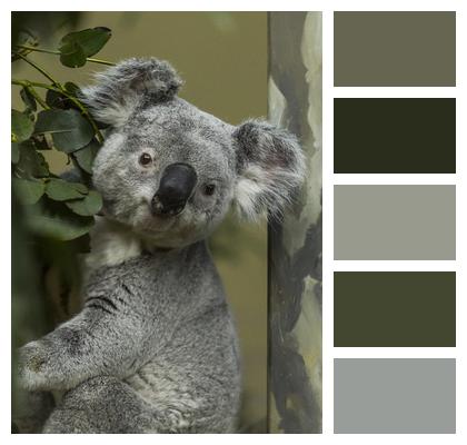 Grey Koala Australia Image