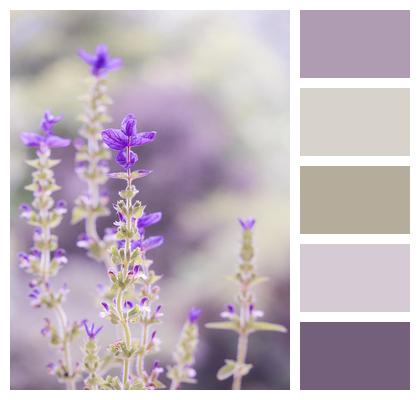 Nature Lavender Flower Image