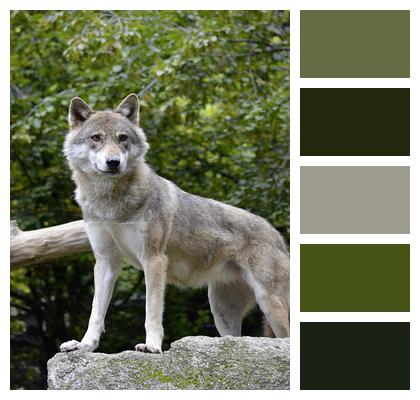 Wolf Animal Guard Image
