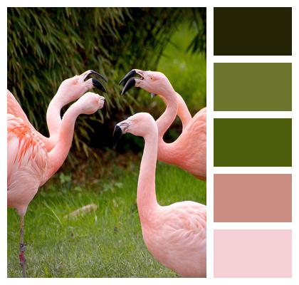 Pink Birds Flamingos Image