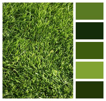 Lawn Green Grass Image
