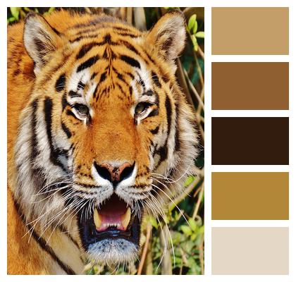 Tiger Predator Fur Image