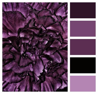 Flowers Carnation Purple Image