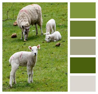 Pasture Sheep Lamb Image