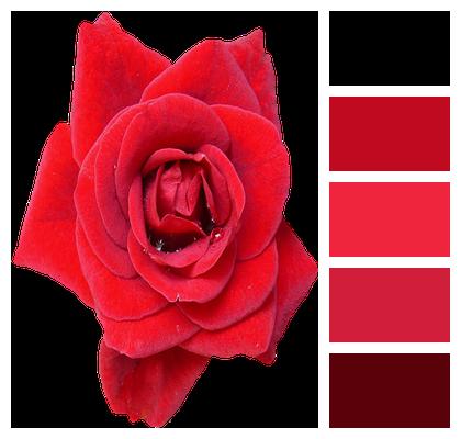 Rose Red Blossom Image