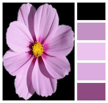 Bloom Purple Blossom Image