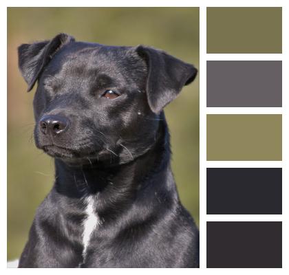 Black Dog Terrier Image