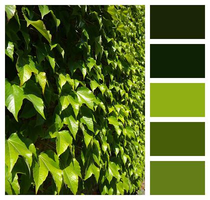 Greening Leaves Wall Image