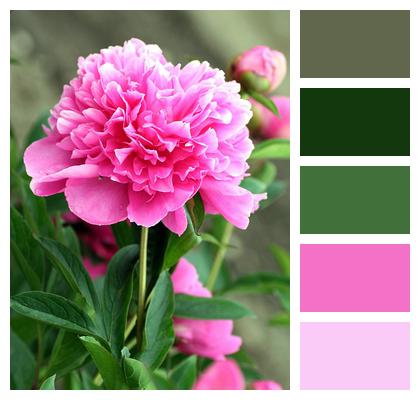 Flower Peony Pink Image
