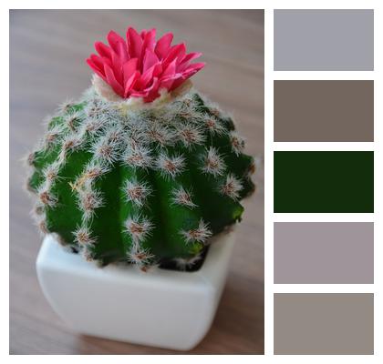 Bloom Cactus Flower Image