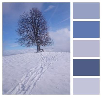 Winter Snow Tree Image
