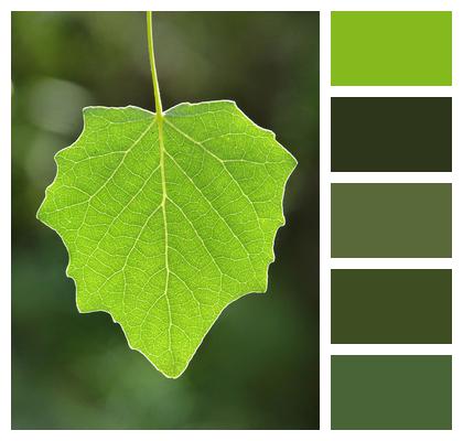 Leaf Poplar Translucent Image