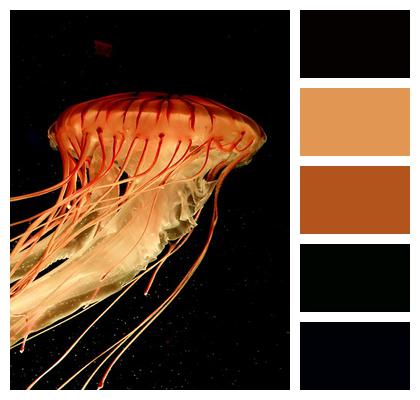 Nature Tentacles Jellyfish Image