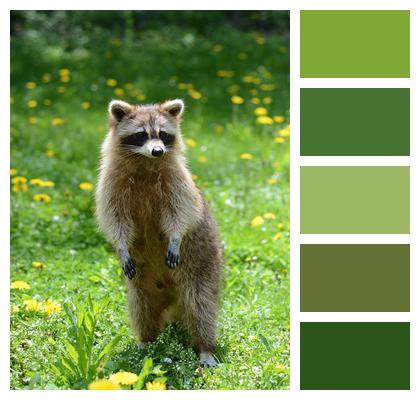 Garden Animal Racoon Image