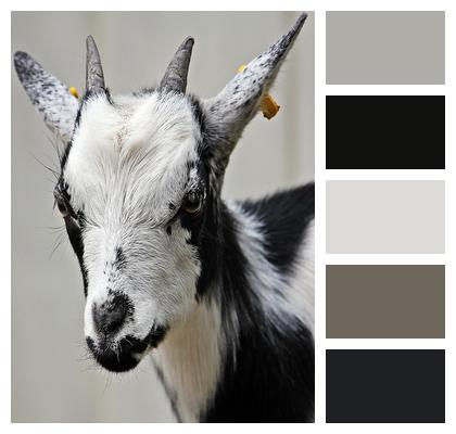 Kid Animal Goat Image