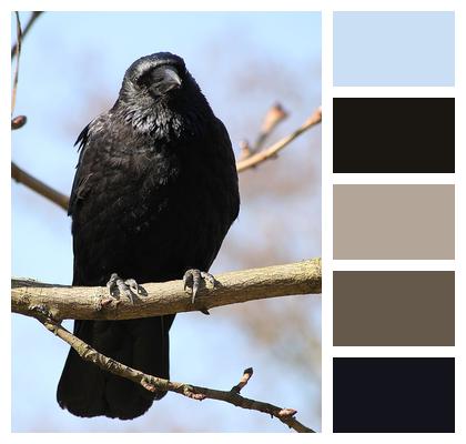 Crow Bird Nature Image