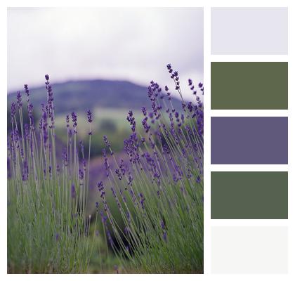 Nature Summer Lavender Image