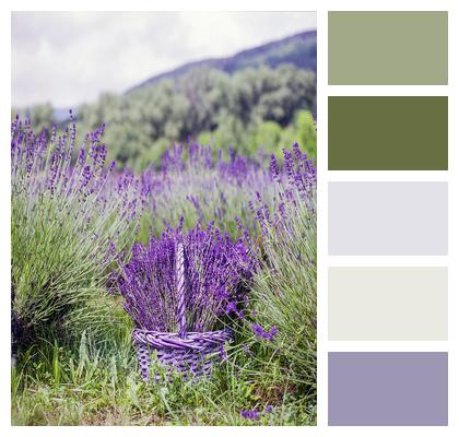 Lavender Basket Nature Image