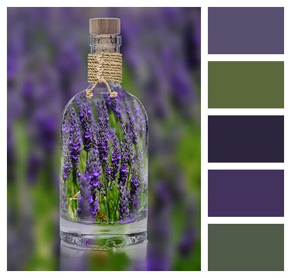 Lavender Bottle Plant Image